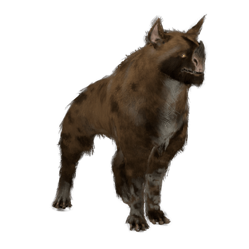 RAKSA KUBROW